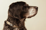 Brown Dog Collar  - perro collective