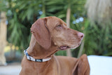 Beige Dog Collar - perro collective